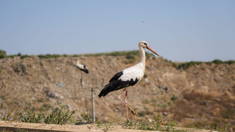 The new sanitary landfill started operations in August 2nd, 2021.  Municipal waste collected by PUC Gradska čistoća from the territory of 15 municipalities of Belgrade is disposed of at the new landfill in compliance with the highest waste management standards of the European Union and Serbia. On average, 500 to 600 trucks that is 1,500 tons of municipal waste arrive at the Vinča landfill. Construction of new sanitary cells is ongoing.